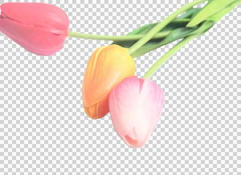 Colorful easter spring flower botanical background red and pink tulips. copy 스톡 사진