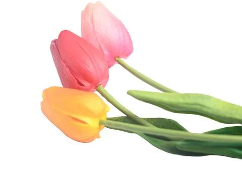 Colorful easter spring flower botanical background red and pink tulips. copy Stock Photos