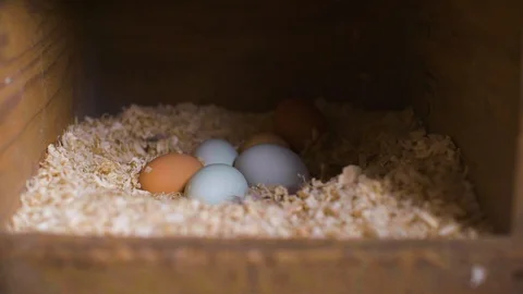 Colorful eggs in pen Stock Footage 87803401