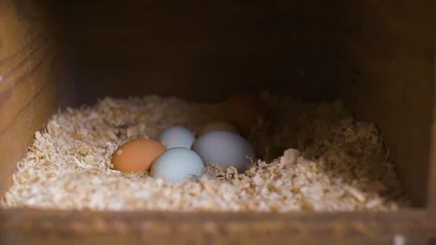 Colorful eggs in pen Stock Footage 87803411