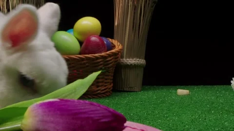 Colorful eggs placed inside wicker basket with purple tulip nearby Video stock 330481899