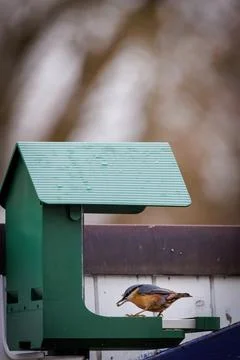 A colorful Eurasian nuthatch perched on the edge of a green bird feeder att.. Stock Photos