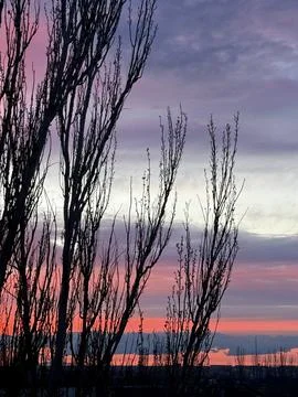 Colorful Evening Clouds Framing Bare Tree Silhouettes Stock Photos
