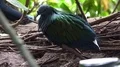 Colorful exotic Nicobar pigeon (Caloenas nicobarica) close up in jungle forest 4k or 4k+ Resolution