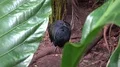 Colorful exotic Nicobar pigeon (Caloenas nicobarica) zoom in close up in jungle 4k or 4k+ Resolution