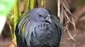 Colorful exotic Nicobar pigeon (Caloenas nicobarica) zoom in close up in jungle 4k or 4k+ Resolution
