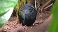 Colorful exotic Nicobar pigeon (Caloenas nicobarica) close up in jungle forest 4k or 4k+ Resolution