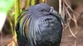 Colorful exotic Nicobar pigeon (Caloenas nicobarica) close up in jungle forest 4k or 4k+ Resolution