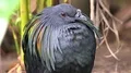 Colorful exotic Nicobar pigeon (Caloenas nicobarica) close up in jungle forest 4k or 4k+ Resolution