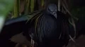 Colorful exotic Nicobar pigeon (Caloenas nicobarica) hidden in jungle thicket 4k or 4k+ Resolution