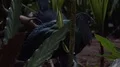 Colorful exotic Nicobar pigeon (Caloenas nicobarica) hidden in jungle thicket 4k or 4k+ Resolution