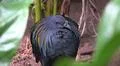 Colorful exotic Nicobar pigeon (Caloenas nicobarica) close up in jungle forest Photo