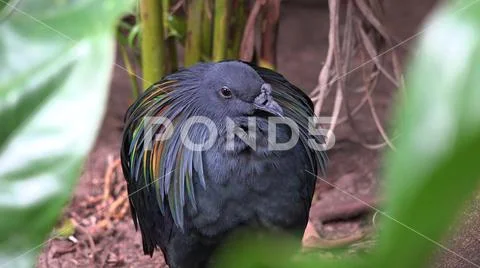 Colorful exotic Nicobar pigeon (Caloenas nicobarica) close up in jungle forest Stock Photos