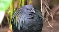 Colorful exotic Nicobar pigeon (Caloenas nicobarica) close up in jungle forest Photo