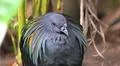 Colorful exotic Nicobar pigeon (Caloenas nicobarica) close up in jungle forest Photo