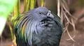 Colorful exotic Nicobar pigeon (Caloenas nicobarica) close up in jungle forest Photo