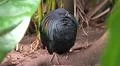 Colorful exotic Nicobar pigeon (Caloenas nicobarica) close up in jungle forest Photo
