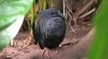 Colorful exotic Nicobar pigeon (Caloenas nicobarica) close up in jungle forest Photo