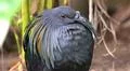 Colorful exotic Nicobar pigeon (Caloenas nicobarica) close up in jungle forest Photo