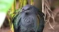Colorful exotic Nicobar pigeon (Caloenas nicobarica) close up in jungle forest Photo