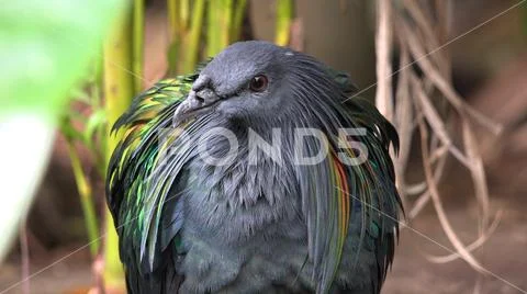 Colorful exotic Nicobar pigeon (Caloenas nicobarica) close up in jungle forest Stock Photos