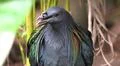 Colorful exotic Nicobar pigeon (Caloenas nicobarica) close up in jungle forest Photo