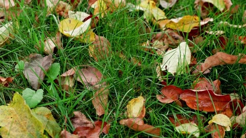 Colorful fall apple leaves on a background of green grass. Top view. Vídeo Stock 219600175