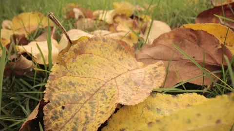 Colorful fall apple leaves on a background of green grass. Top view. Vídeo Stock 219929273