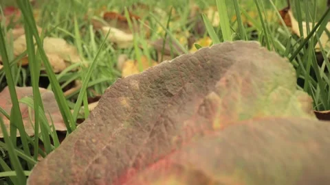 Colorful fall apple leaves on a background of green grass. Top view. Stock Footage 219930339