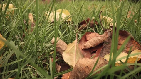 Colorful fall apple leaves on a background of green grass. Top view. Stock Footage 219953280