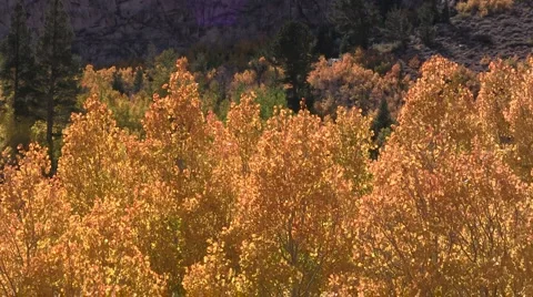 Colorful fall aspen (closeup) Stock Footage 926665