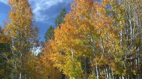 Colorful fall aspen Stock Footage 551698