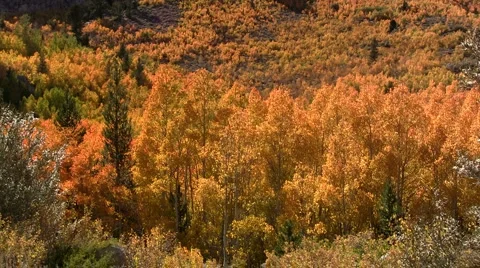 Colorful fall aspen Stock Footage 926512