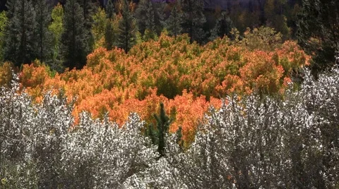 Colorful fall aspen Stock Footage 927807