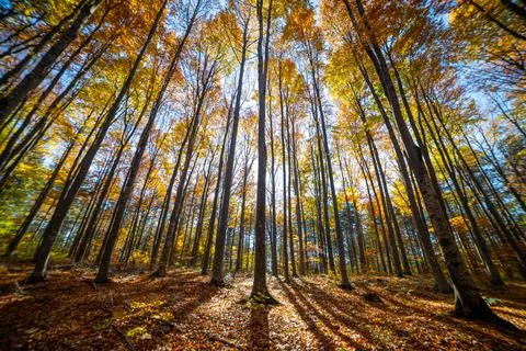 Colorful fall autumn forest of beech forest Stockfoto's