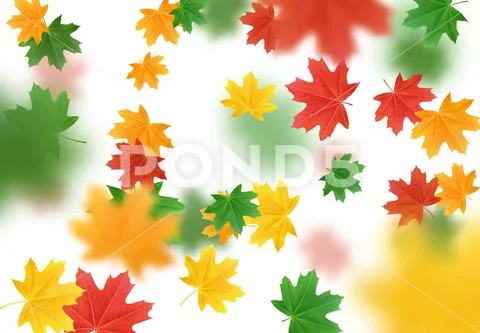 Colorful Fall Foliage. Autumn leaves maple and other trees. Stock Illustration
