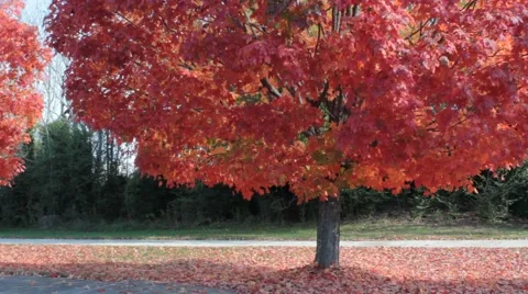 Colorful Fall Foliage Stock Footage 43176627