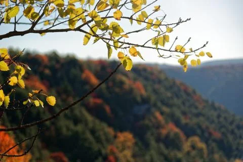 Colorful Fall Foliage Stock Photos