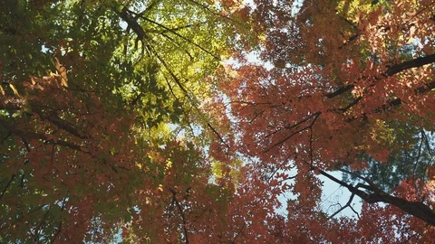Colorful Fall foliage trees at Nami Island, Autumn in South Korea Stock Footage 126739744