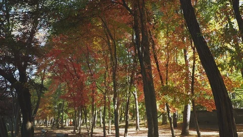 Colorful Fall foliage trees at Nami Island, Autumn in South Korea Stock Footage 126741275