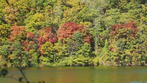 Colorful Fall foliage trees at Nami Island, Autumn in South Korea Stock Footage 126741694