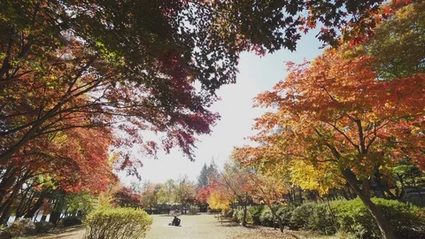 Colorful Fall foliage trees at Nami Island, Autumn in South Korea Stock Footage 126745593