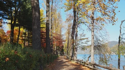 Colorful Fall foliage trees at Nami Island, Autumn in South Korea Stock Footage 126746251