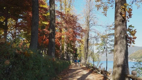 Colorful Fall foliage trees at Nami Island, Autumn in South Korea Stock Footage 126746692