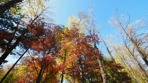 Colorful Fall foliage trees at Nami Island, Autumn in South Korea Stock Footage 126747312
