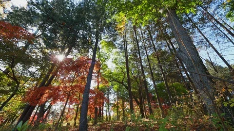 Colorful Fall foliage trees at Nami Island, Autumn in South Korea Stock Footage 126749662