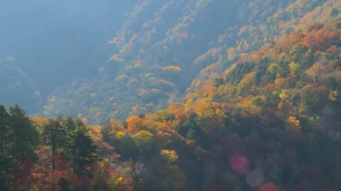Colorful Fall Forest Drone Footage Stock Footage 346189943