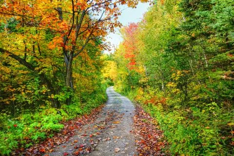 Colorful fall forest Stock Photos