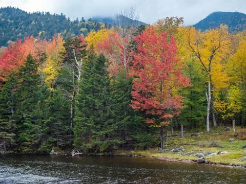 Colorful fall forest Stock Photos