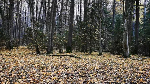 Colorful Fall Forest Scenic Background Stock Footage 119632574